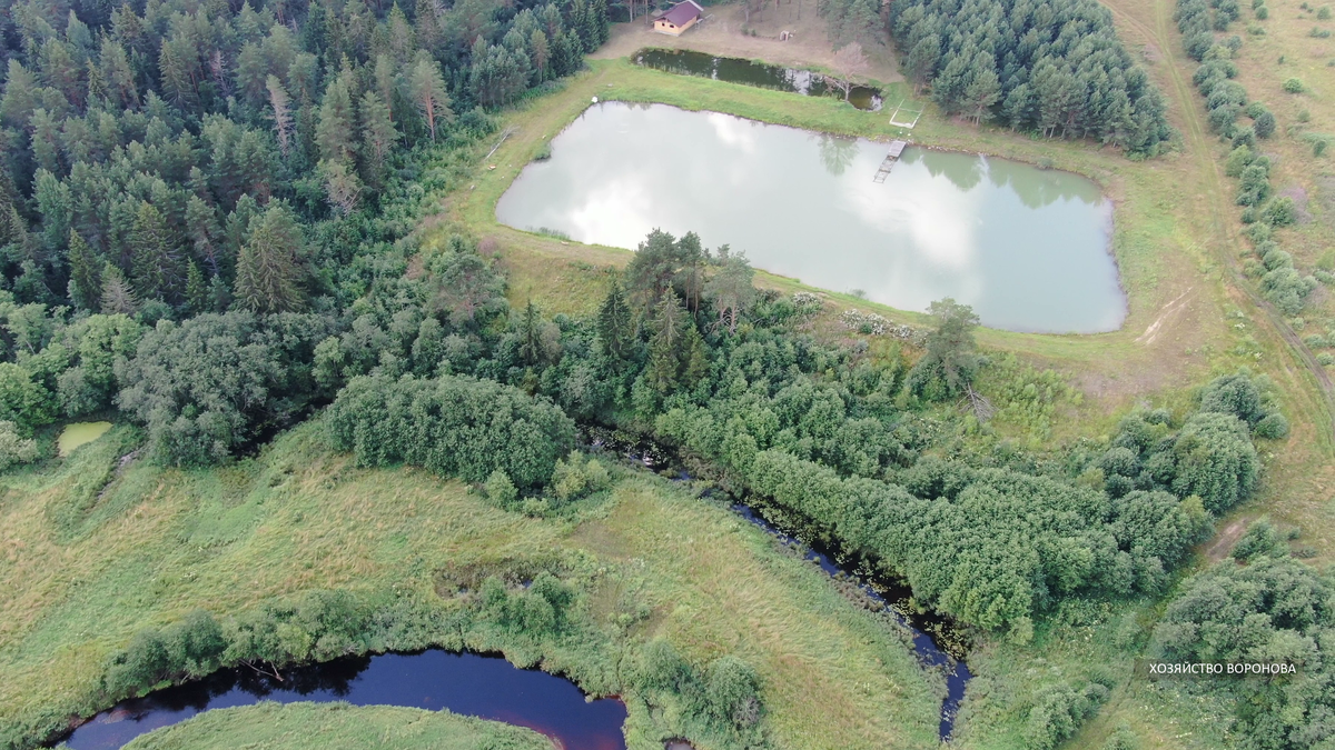 пруд с рыбой