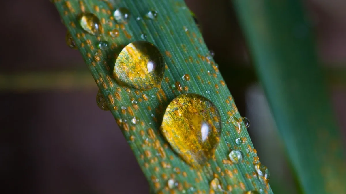 Возбудители ржавчины. Puccinia striiformis. Puccinia glumarum. Бурая ржавчина пшеницы телиоспоры. Puccinia striiformis West.