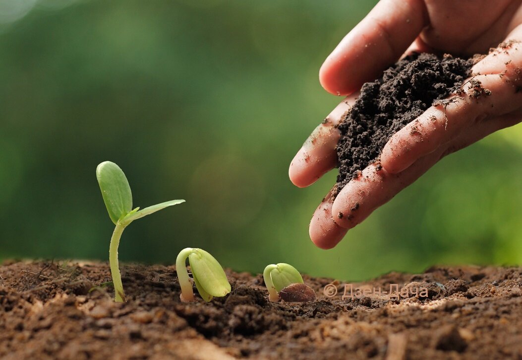 Грунт для рассады