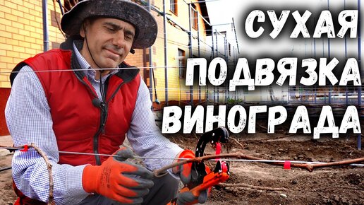 Сухая подвязка винограда