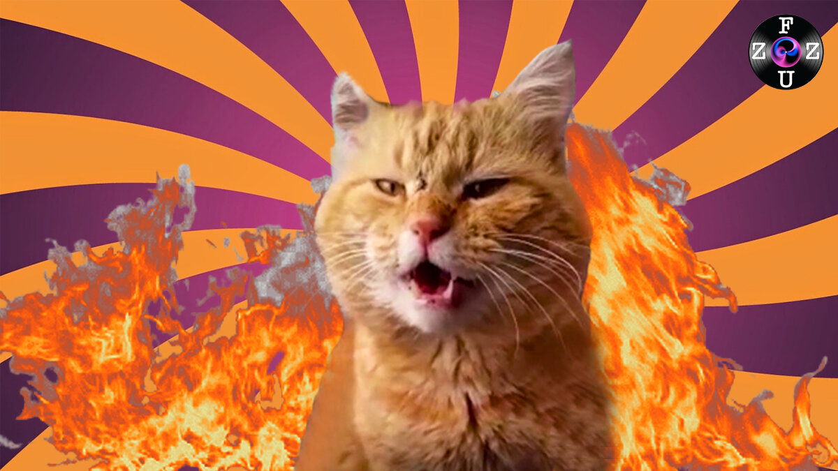 Кот поёт «Огонёк»