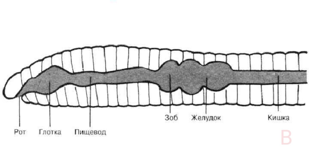 Пищеварительная система дождевого червя рисунок. Схема продольного разреза дождевого червя. Схема пищеварительной системы дождевого червя. Пищеварительная система дождевого червя. Строение пищеварительной системы дождевого червя.