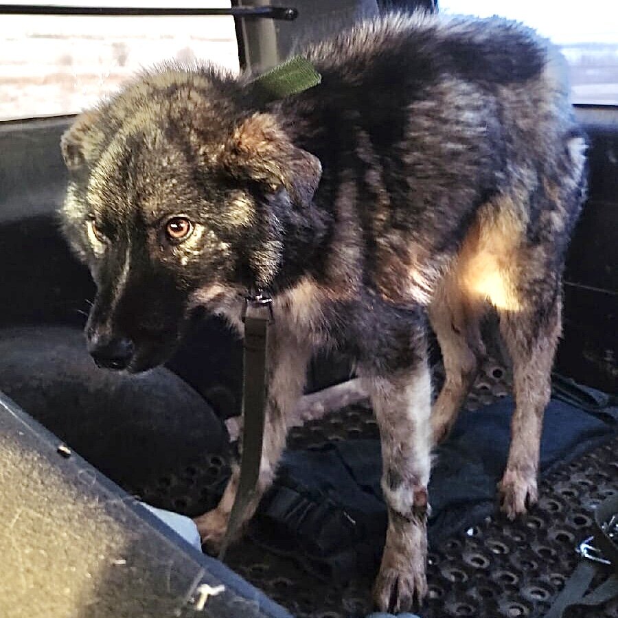 Добби забрали из ППЖ. Везут в клинику. Фото 21.03