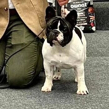 27.03.2022 Elvas, Portugal. 4th French Bulldog National Specialty (CPBF) –
Honorable judge: Mr. Marian Draganescu 
CORNELIUS
Zhemef Cornelius (A’Vigdors Eurymedon x Zhemef Evdokiya)
Best puppy in colour, Best Puppy Male &
BEST PUPPY IN SHOW. Breeder Lapteva E.E.,; owners Kevin & Inês Rodrigues