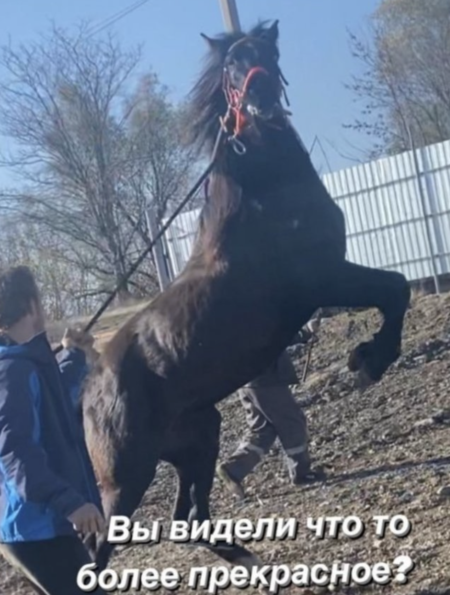 В Петербурге собирают деньги на лечение лошади-модели из конюшни при Академии художеств