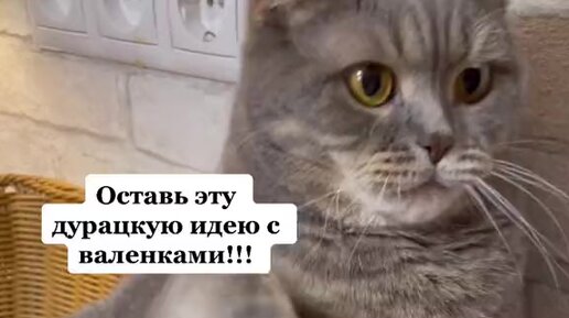 Кот в валенках Марсель История на 17 миллионов ☺️🐾 Дзен