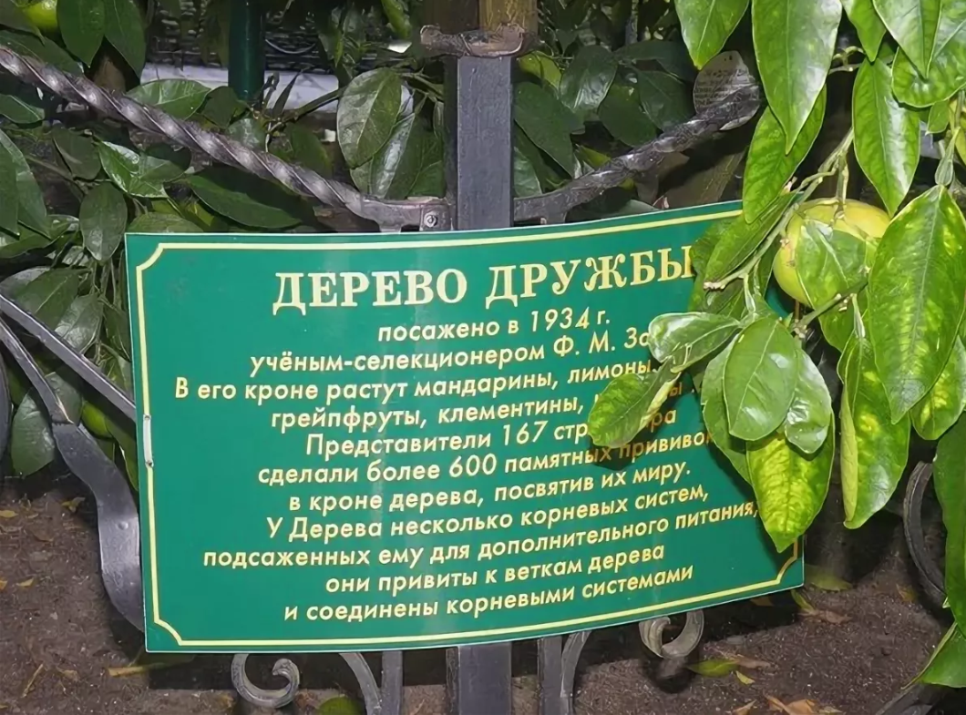 Дерево дружбы название. Сад музей дерево дружбы Сочи официальный сайт. Сообщение о дереве дружбы. Рассказ о дерево дружбы.