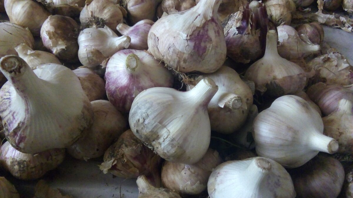 Чеснок выращенный на моём участке