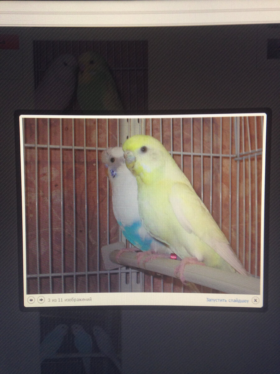 Скрин автора