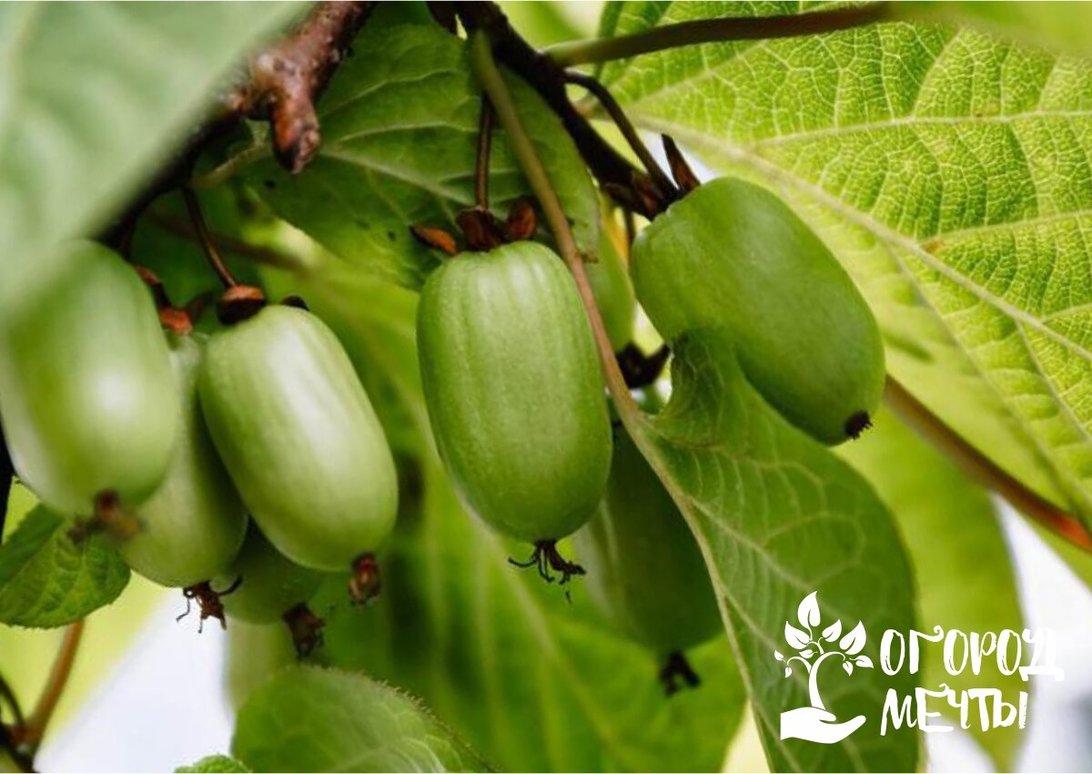 Актинидия коломикта: описание, выращивание и полезные свойства