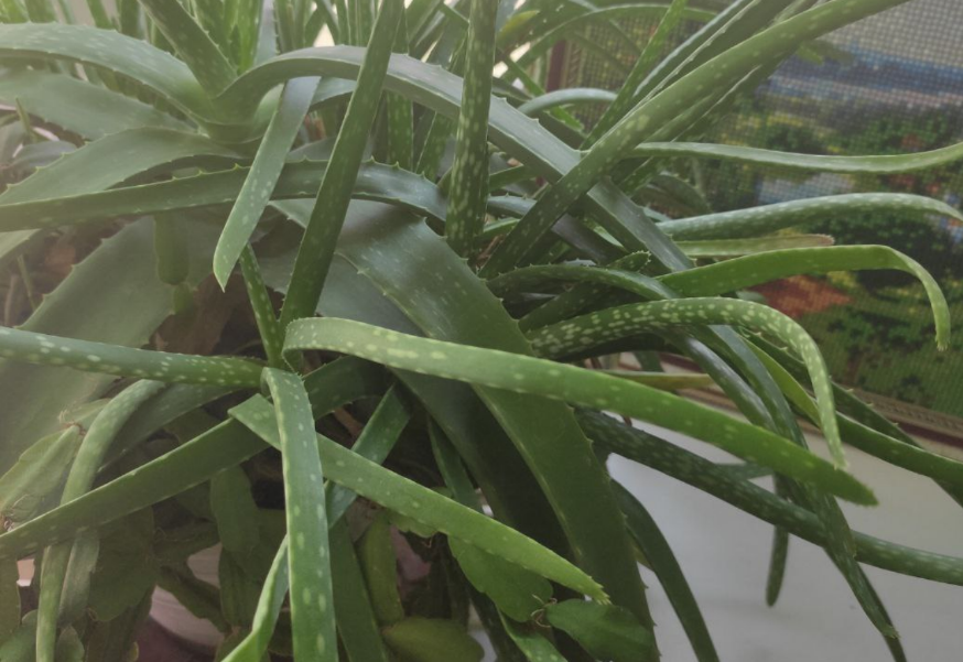 Алоэ. Фото автора