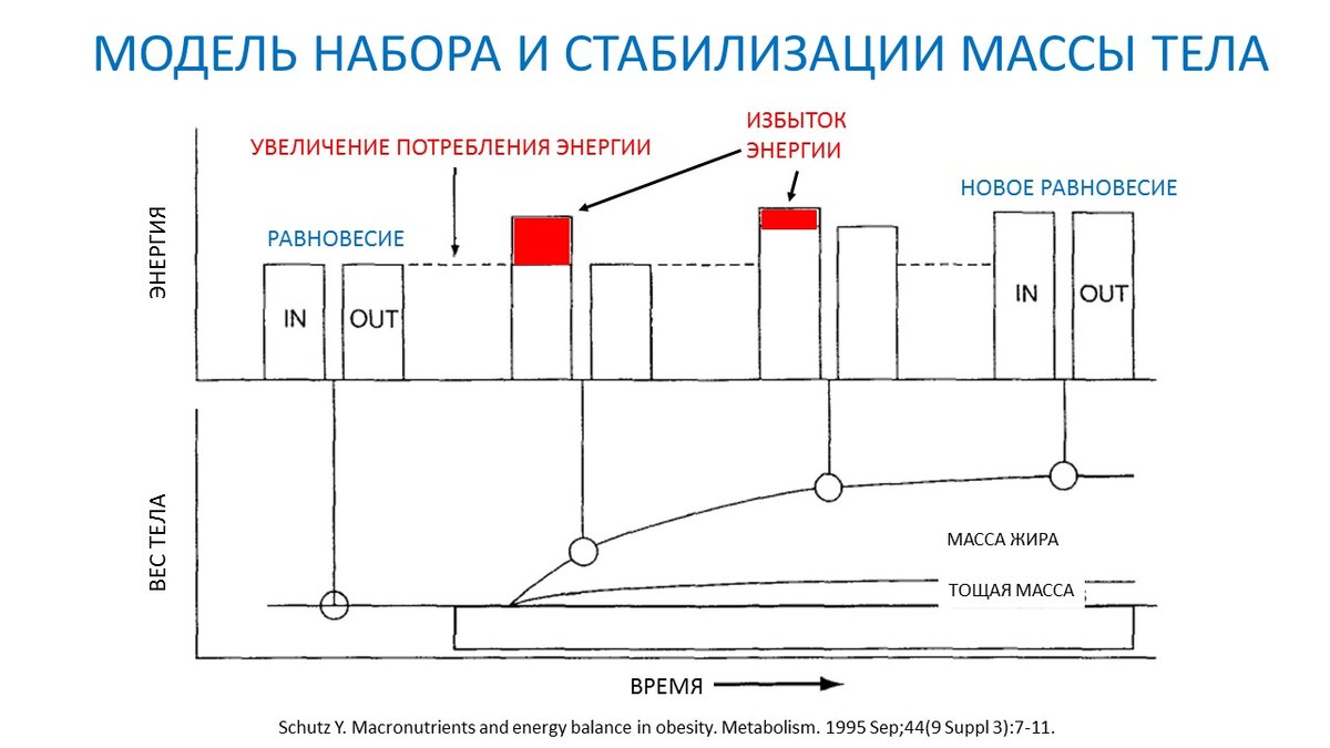 Рисунок 1. Три фазы набора лишнего веса