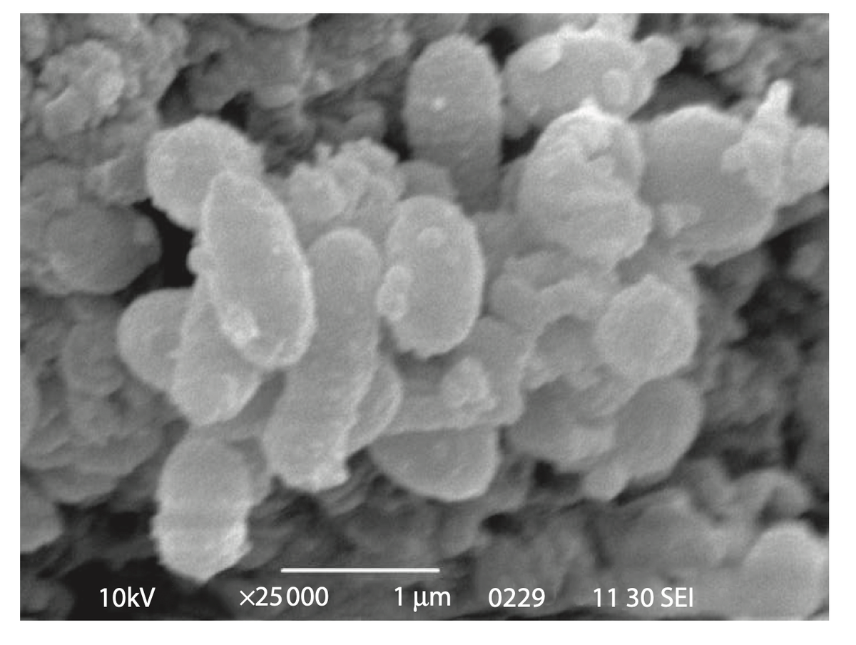 Бактерии питающиеся нефтью. Colwellia. Colwellia psychrerythraea. Colwellia SP..