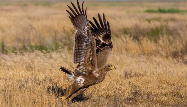 Фото: пресс-служба Богдинско-Баскунчакского заповедника