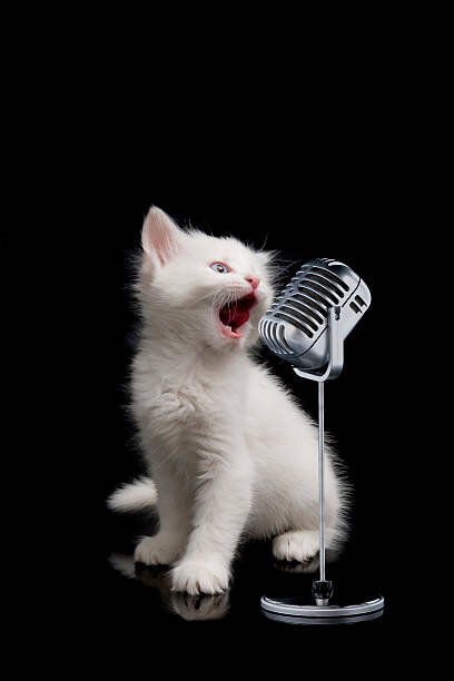 Как кошки реагируют на музыку | Все про кошек | Дзен