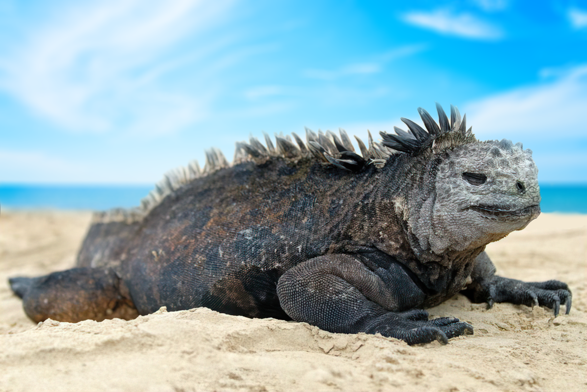 Ужасный дракон. Вы согласны?