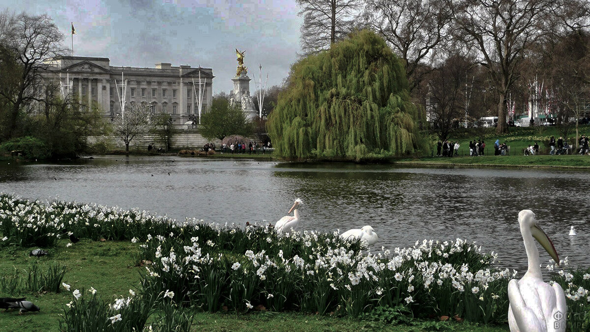 Из интернета. Сад Букингемского дворца.