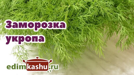 Как заморозить укроп на зиму в домашних условиях. Самый простой способ