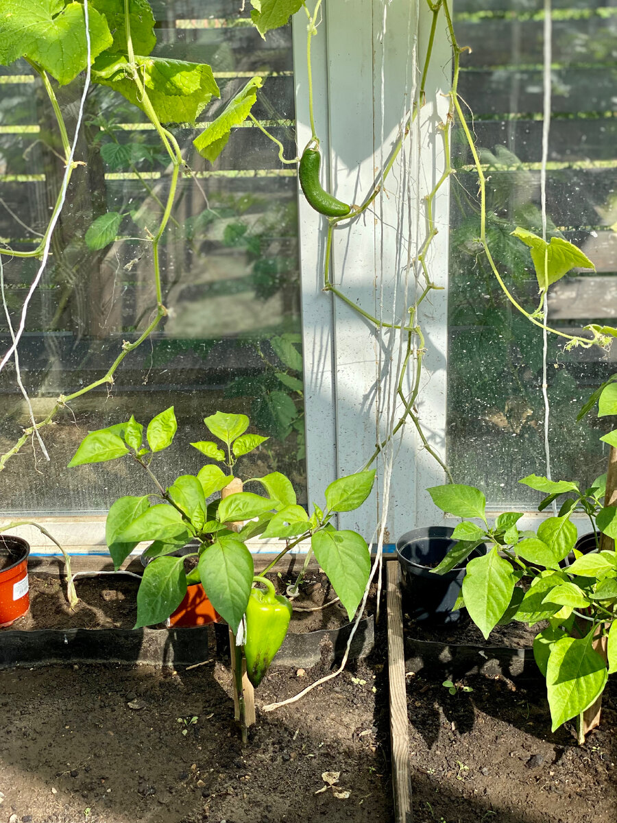 Теплица у нас одна, зато круглогодичная. Поэтому все сразу - и огурцы, и перцы, и рассада