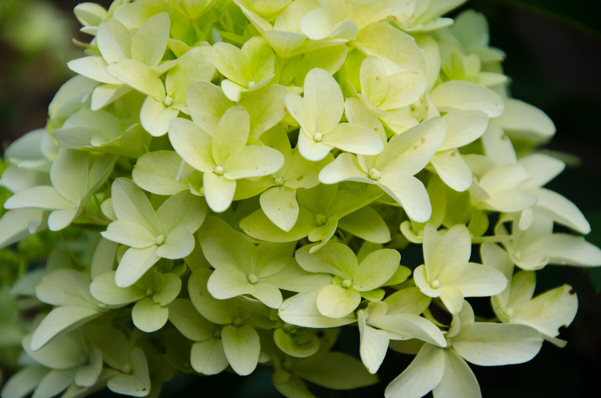 цветущая гортензия Скайфол 