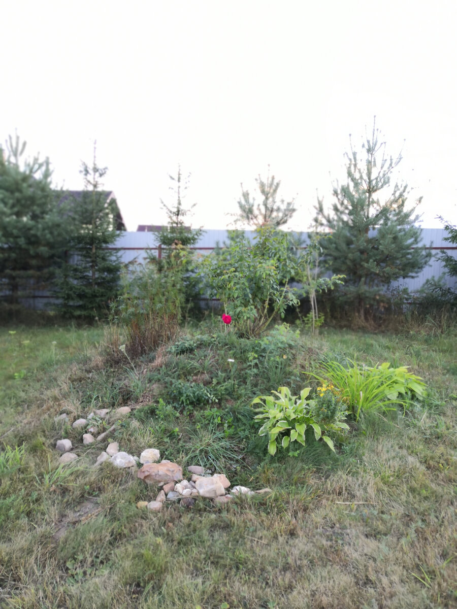 Например, эта роза на непонятной горЕ)) 