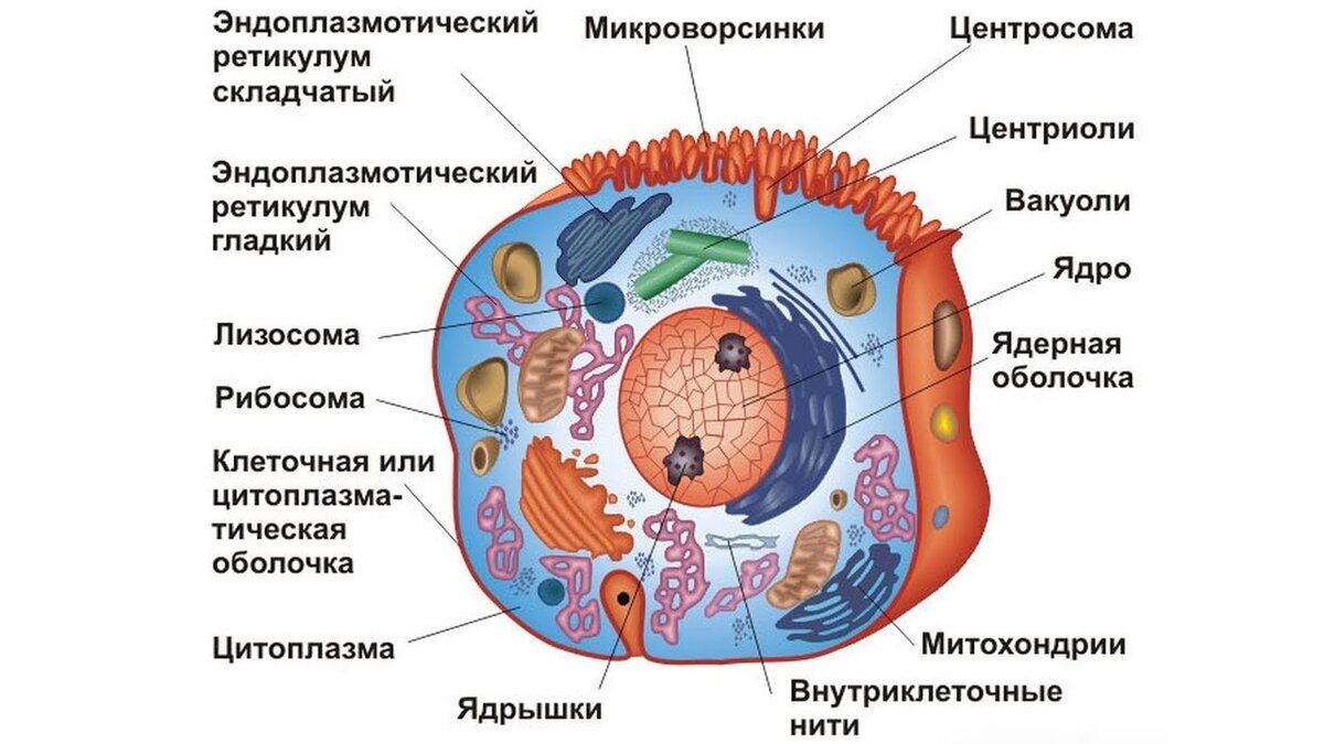 Строение клетки. Яндекс-картинки.