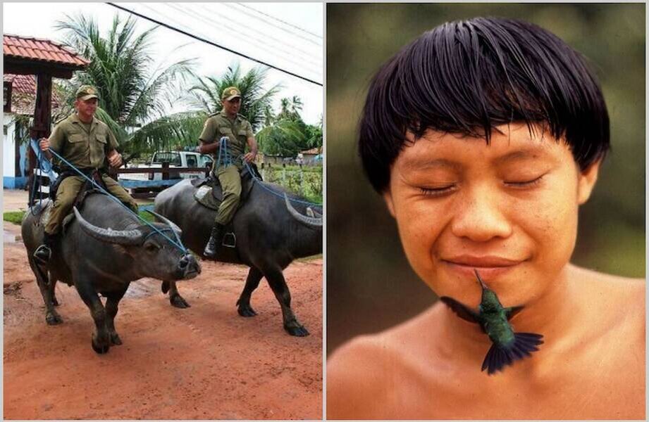 14 вещей, которые можно увидеть только в Бразилии | TravelAsk | Дзен