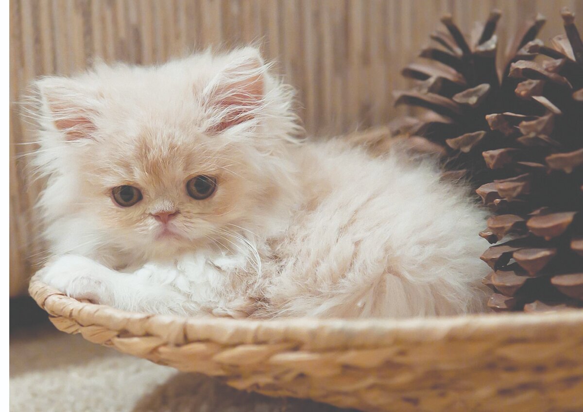 фото из интернета