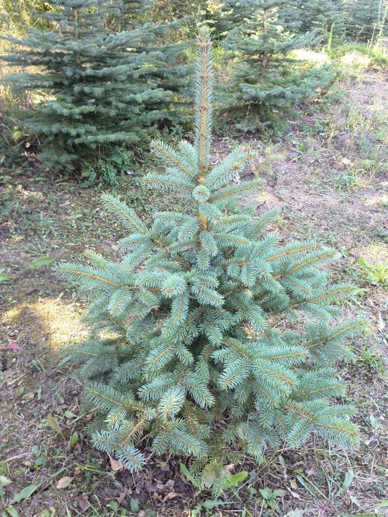 Фото из Нашего питомника