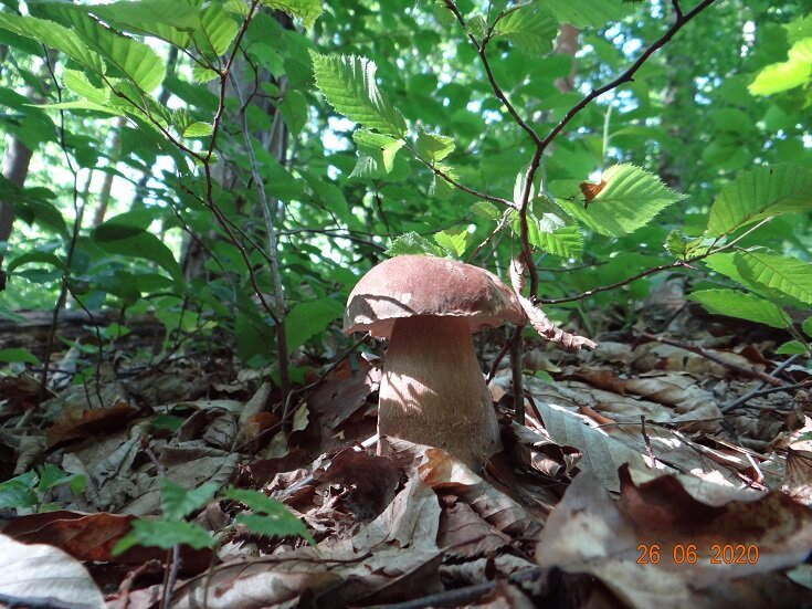    Разведка донесла, что в лесу в районе с.Шаумян-с.Гойтх появились грибы.