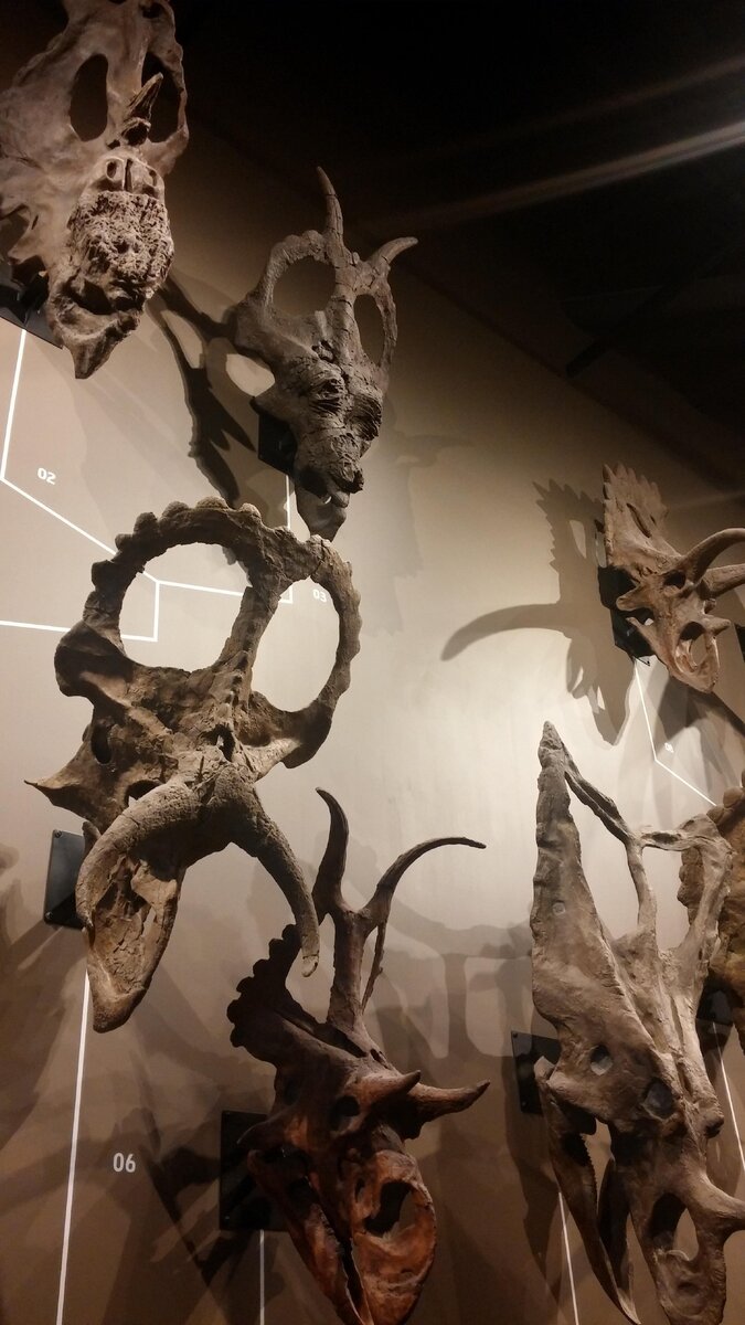 Многообразие черепов цератопсов. Музей естественной истории, Юта, США.