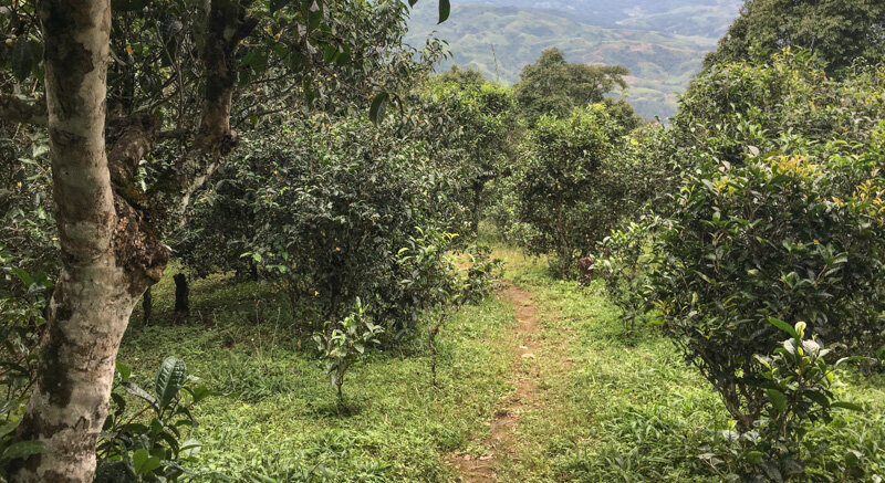 Чайный сад на горе Паша