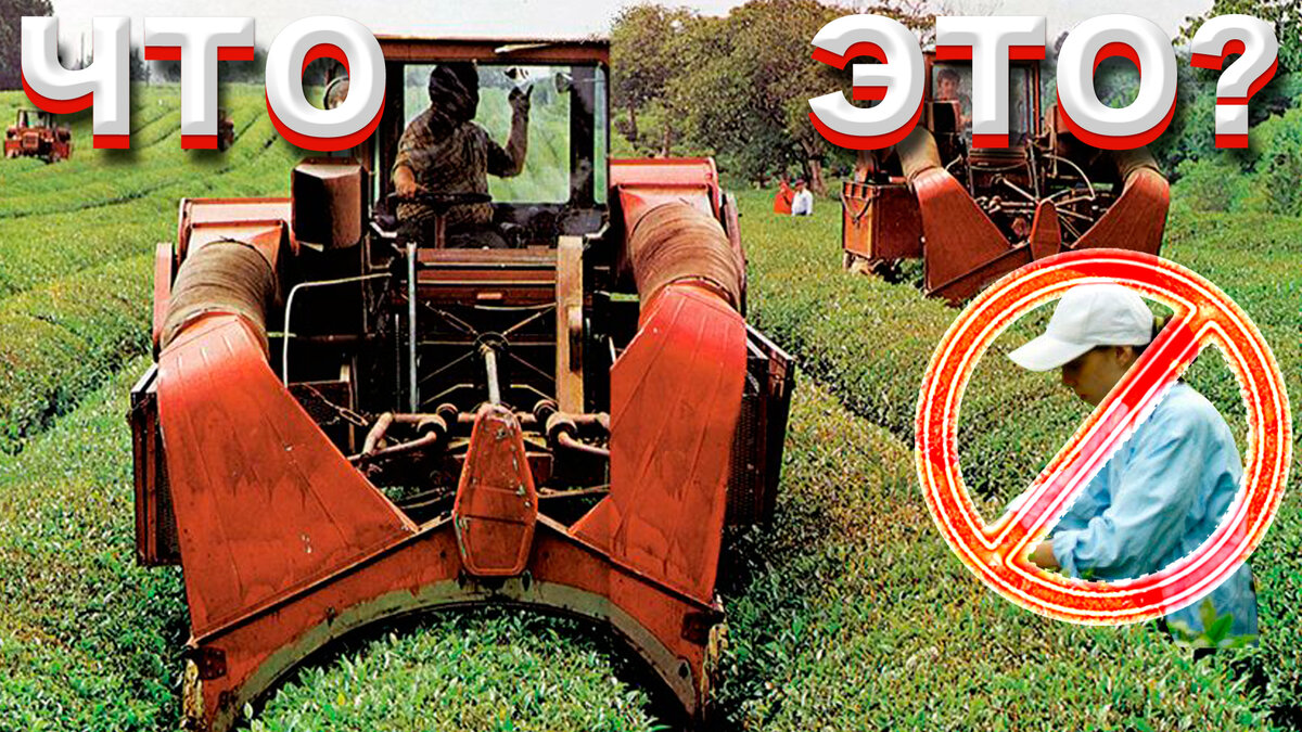 Первая в мире чаесборочная машина выборочного действия ЧСН 1,6 «Сакартвело» Легенда СССР