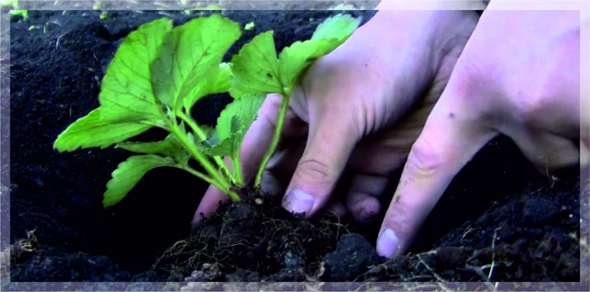 Посадка клубники в питомнике