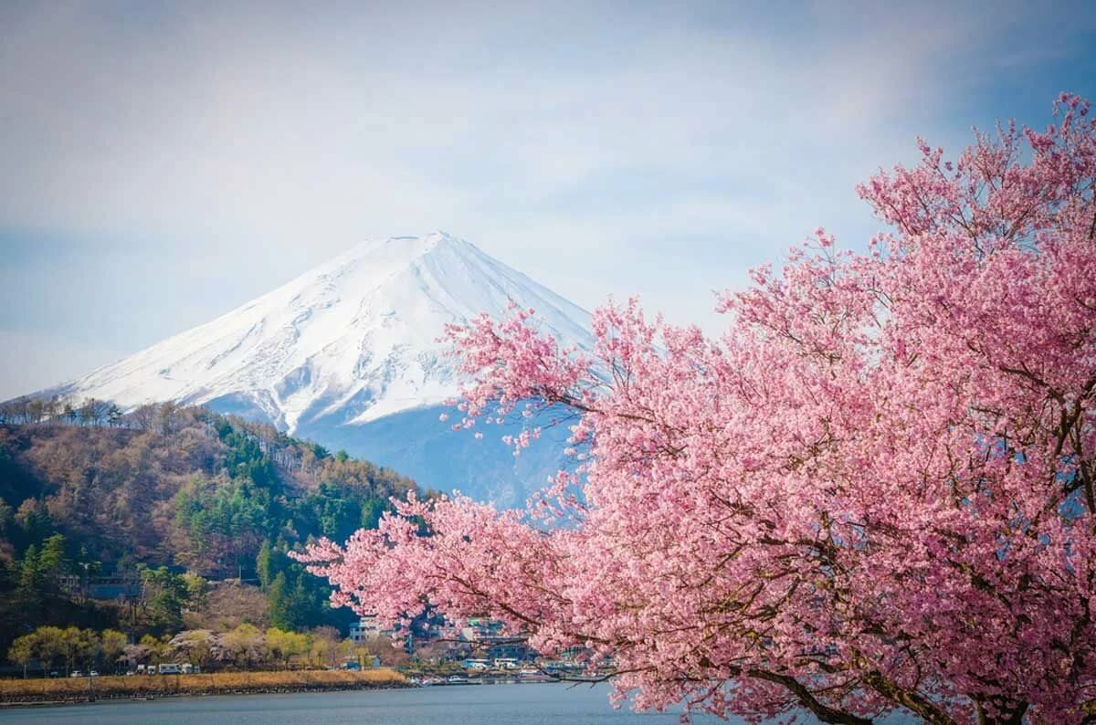 Japanese spring. Япония Сакура и Фудзияма. Гора Фудзияма и Сакура. Символ Японии гора Фудзияма. Цветение Сакуры в Японии Фудзияма.