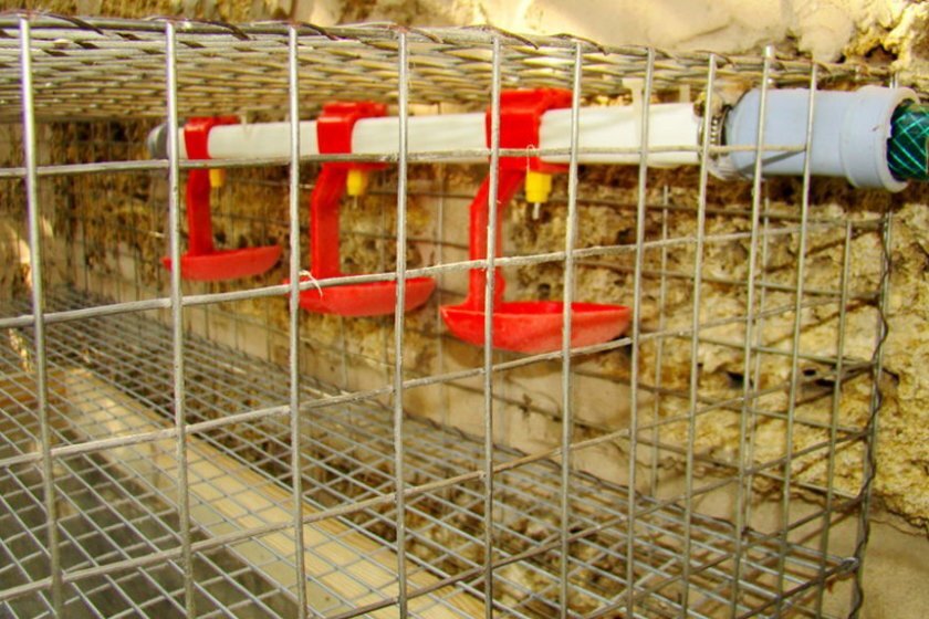 фото из интернета