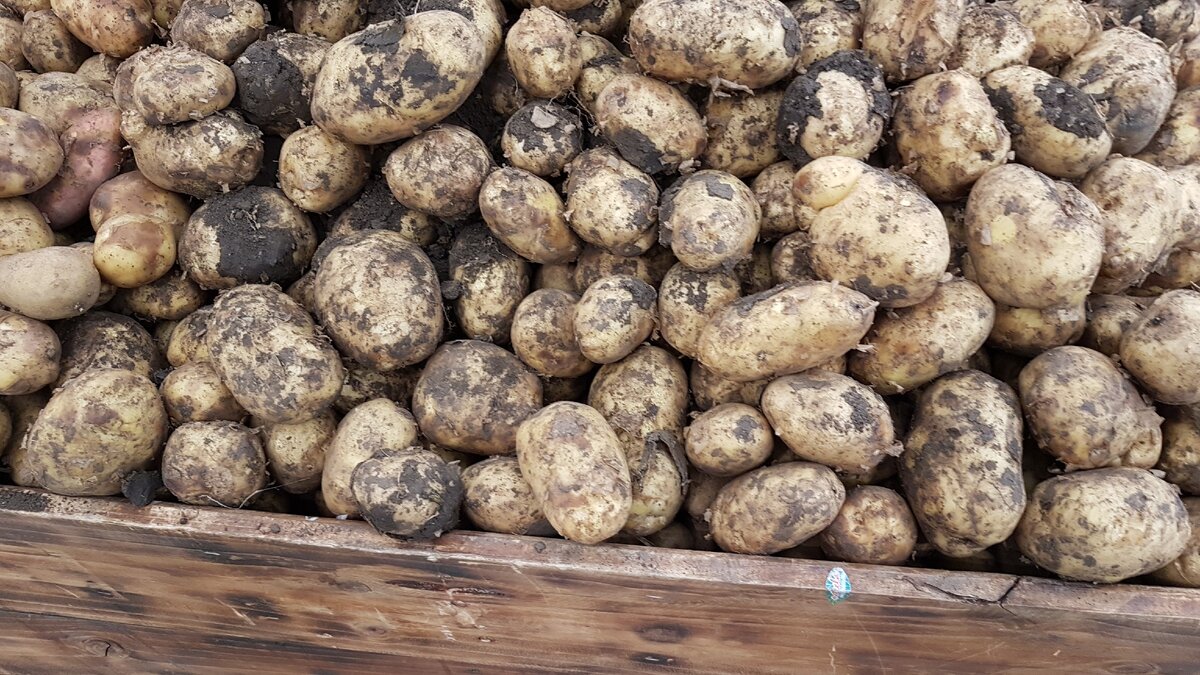 Картофель из Египта.