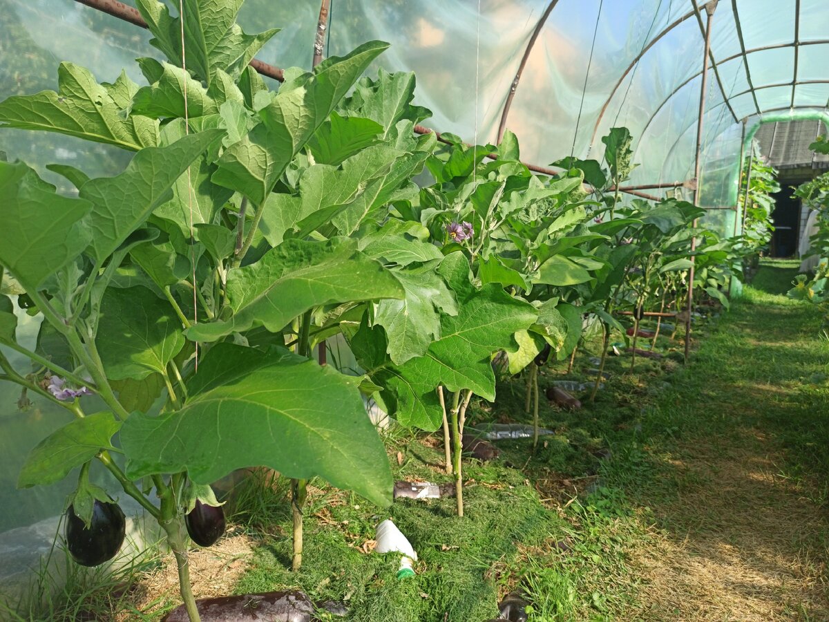 Баклажаны выращивание и уход в теплице фото