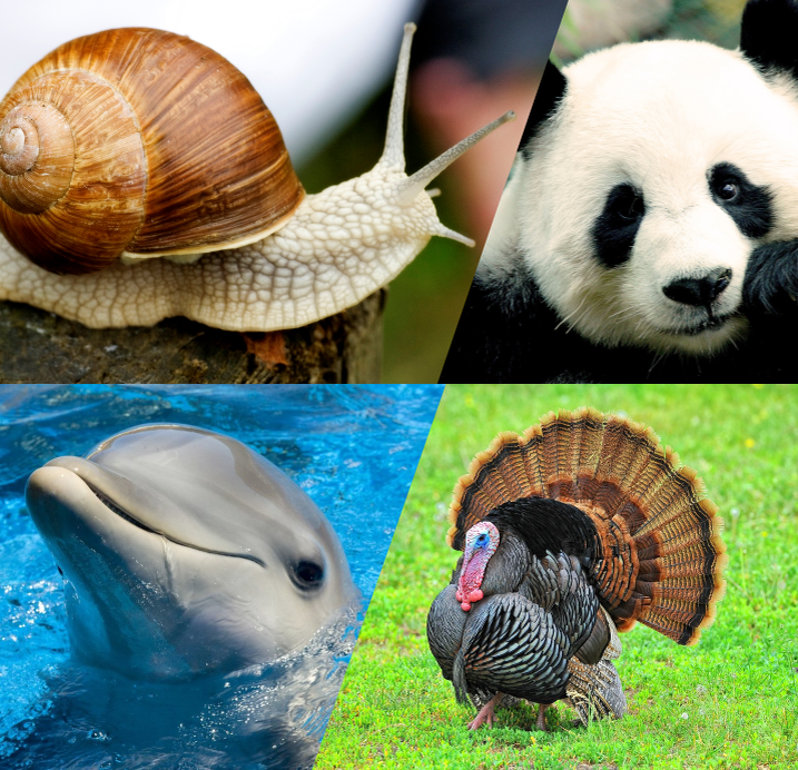 Уровни по результатам теста: Улитка-Панда-Индюк-Дельфин