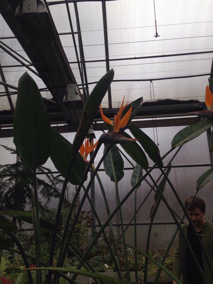 Стрелиция.Тропическое растение в Тимирязевской академии.
