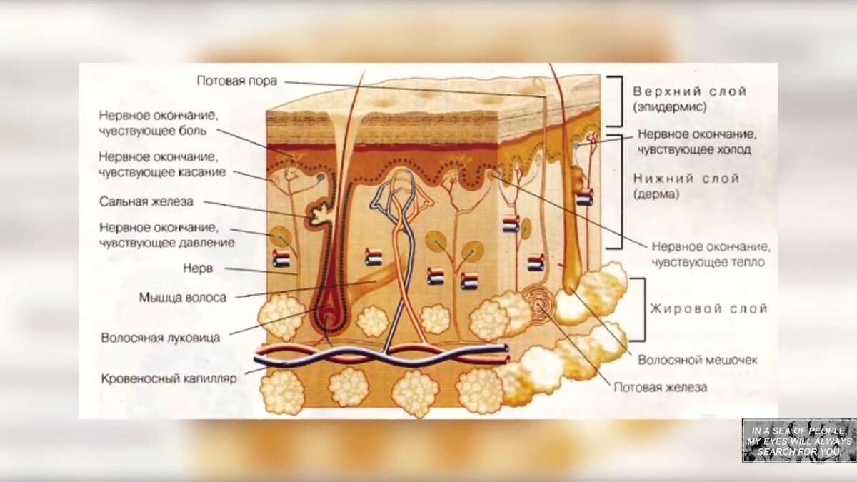 Слои кожи человека рисунок