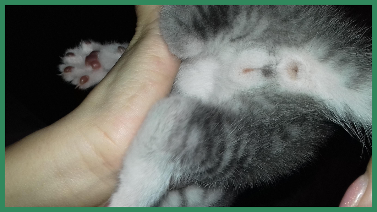 - Та-а-ак... Посмотрим, что ты за зверь! (Фото из открытых источников).