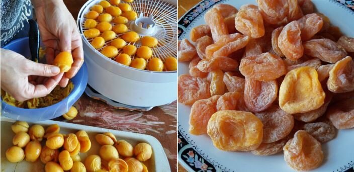 Сушка абрикосов Яндекс картинки