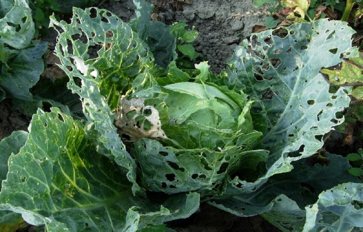 Защита от вредителей капусты брокколи