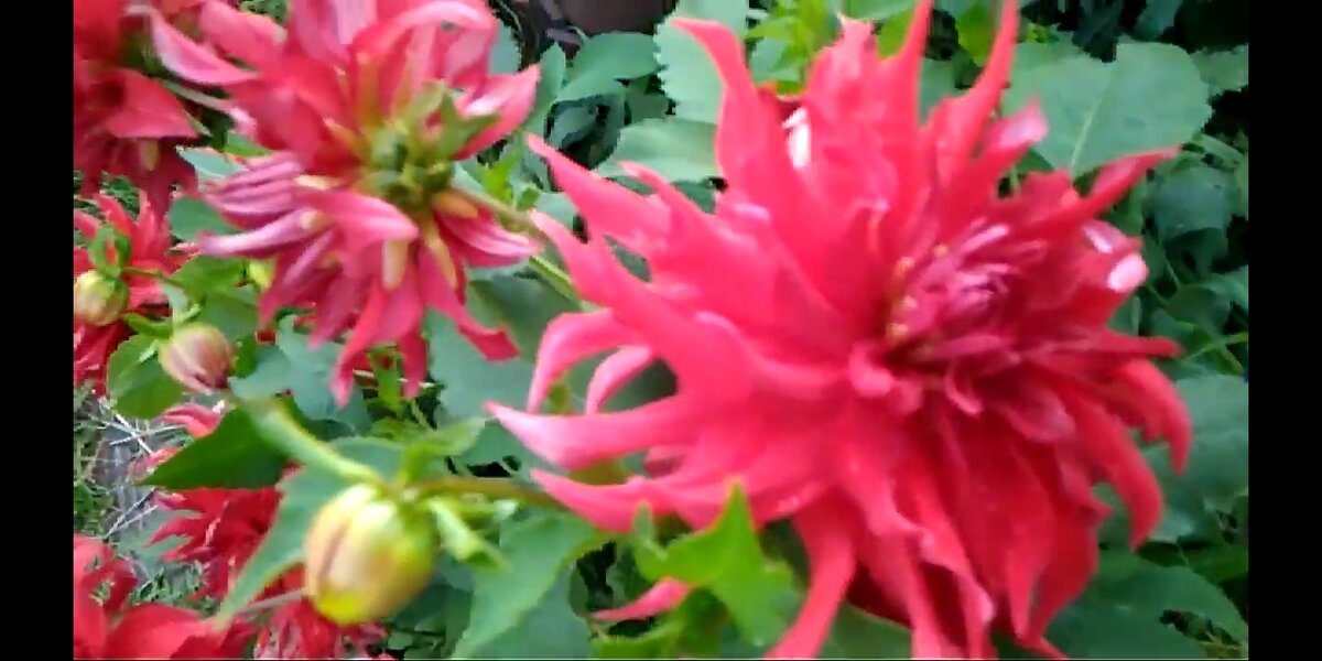 Цветы в моем саду. Скрин с видео.