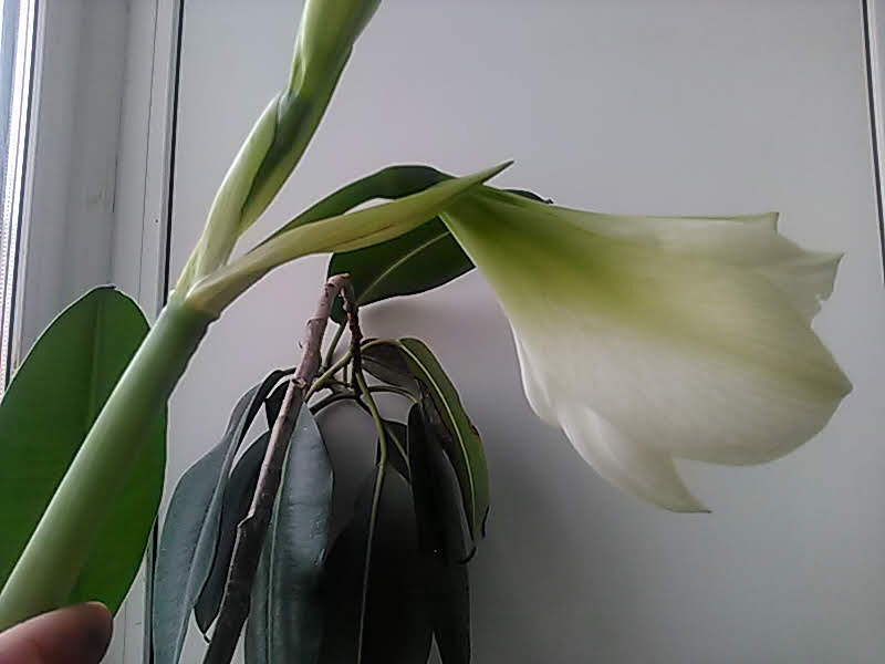 Спасённая лилия. Фото моё.