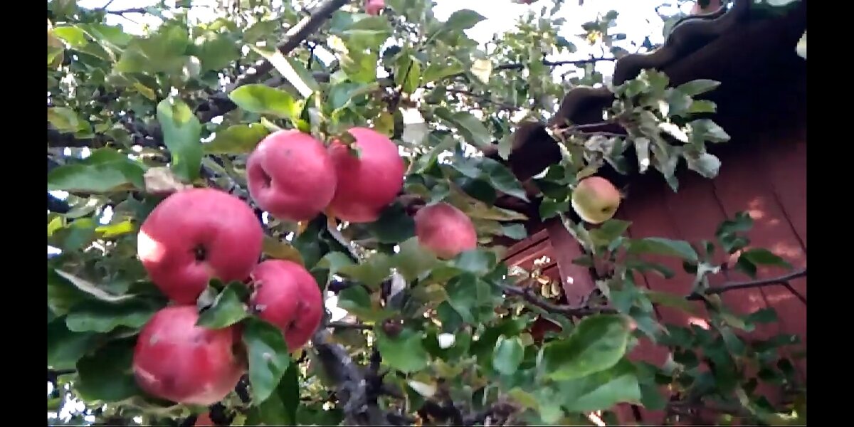 Яблоки мелба. Скрин моего видео.