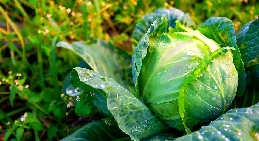 Фото для обложки