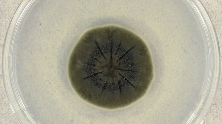Способность плесени вида Cladosporium sphaerospermum поглощать гамма-лучи может быть использована для освоения космоса.Фото Medmyco/Wikimedia Commons.