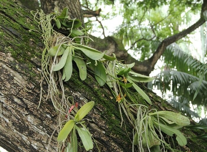 Фаленопсисы в природе